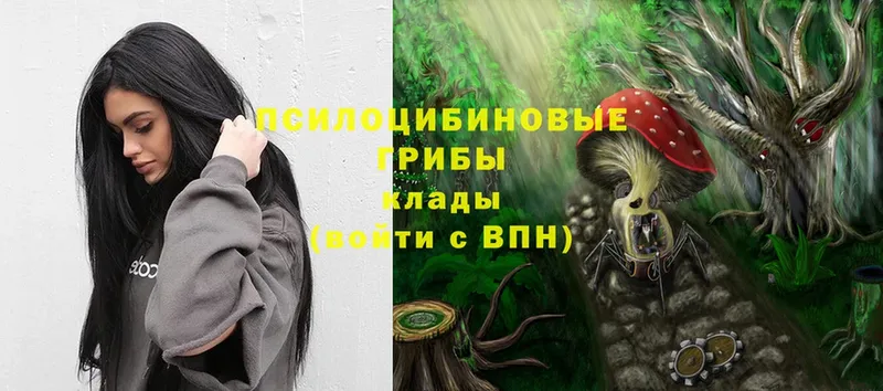 Галлюциногенные грибы Psilocybine cubensis  Балабаново 